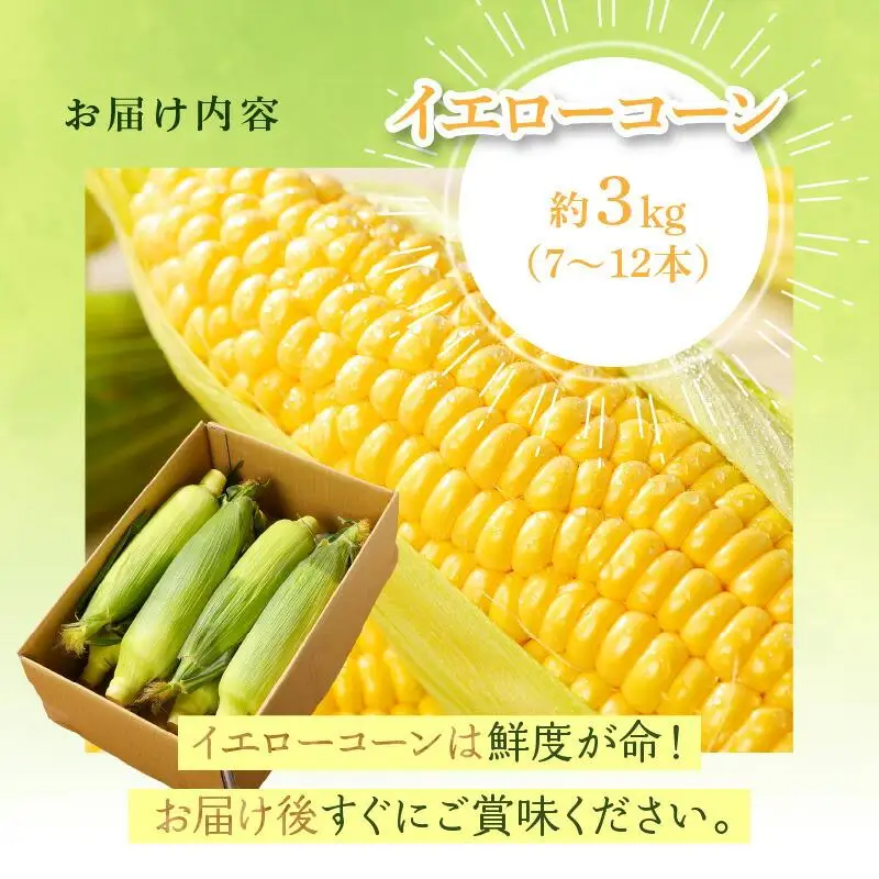＼寄附額改定／瀬戸内イエローコーン 約3kg【2027-6月上旬～2027-7月中旬配送】| コーン