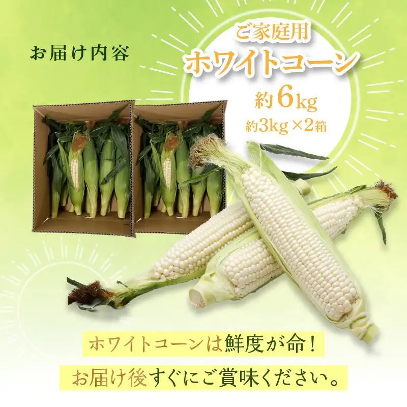 訳あり ご家庭用 瀬戸内ホワイトコーン 約6kg【2027-6月中旬～2027-7月中旬配送】| コーン