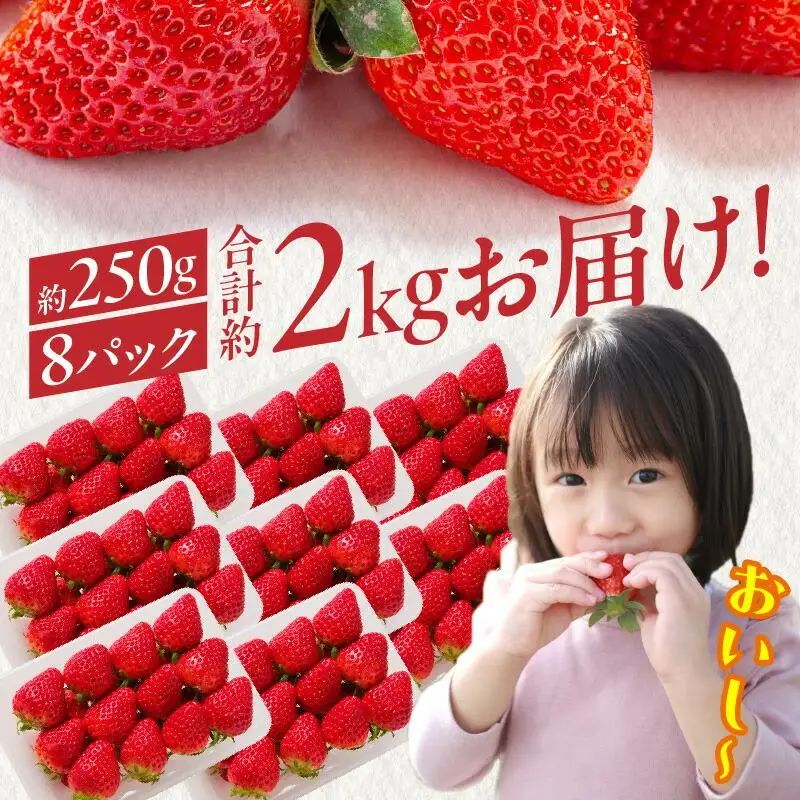 高松産季節の果物＜希少品種　女峰いちご＞約250g×8パック入り【2027年1月中旬～2027年6月中旬配送】
