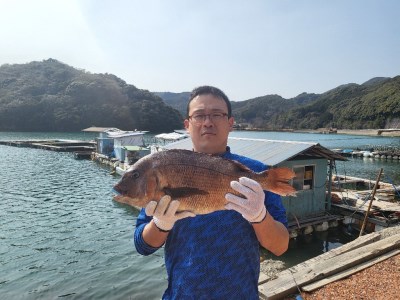 （冷蔵） 鯛 セット 1匹 700g 以上 鯛めし 鯛みりん干し 各 1個 城水産 真鯛 まだい たい tai 刺し身 刺身 塩焼き 丸焼き 煮付け 干物 ひもの 魚介 海鮮 海産物 海 お手軽 産地直送 国産 三重 南伊勢 伊勢志摩