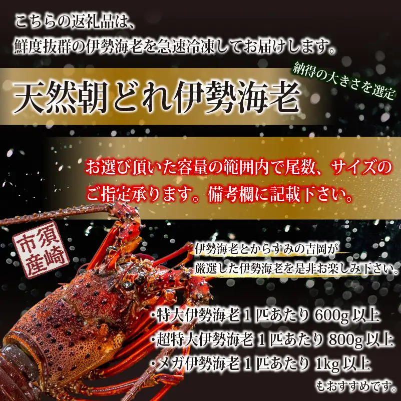 【伊勢海老】 朝どれ天然伊勢海老4.4kg以上
