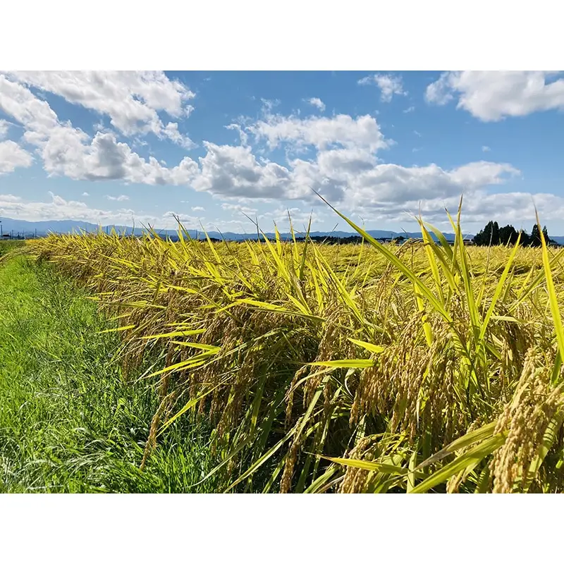 【令和7年産】米食味鑑定士厳選 新庄産 はえぬき(精米) 4kg 米 お米 おこめ 山形県 新庄市 F3S-2895