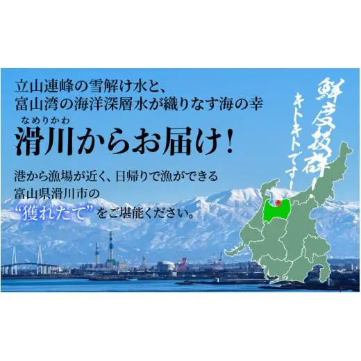 【先行予約】ボイル紅ズワイガニ 冷蔵配送 【26年10月以降順次発送予定】川村水産【紅ズワイガニ カニ ズワイガニ 紅ずわいがに かに ずわいがに 北陸 ゆで 蟹 ずわい  茹で蟹 ボイル 2杯 1kg 】
