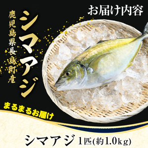 鹿児島県長島町産 シマアジ (約1.0kg・1匹) シマアジ 鹿児島 鮮魚 一匹 柵 刺身 切り身 高級あじ 高級魚【JFA】jfa-7145