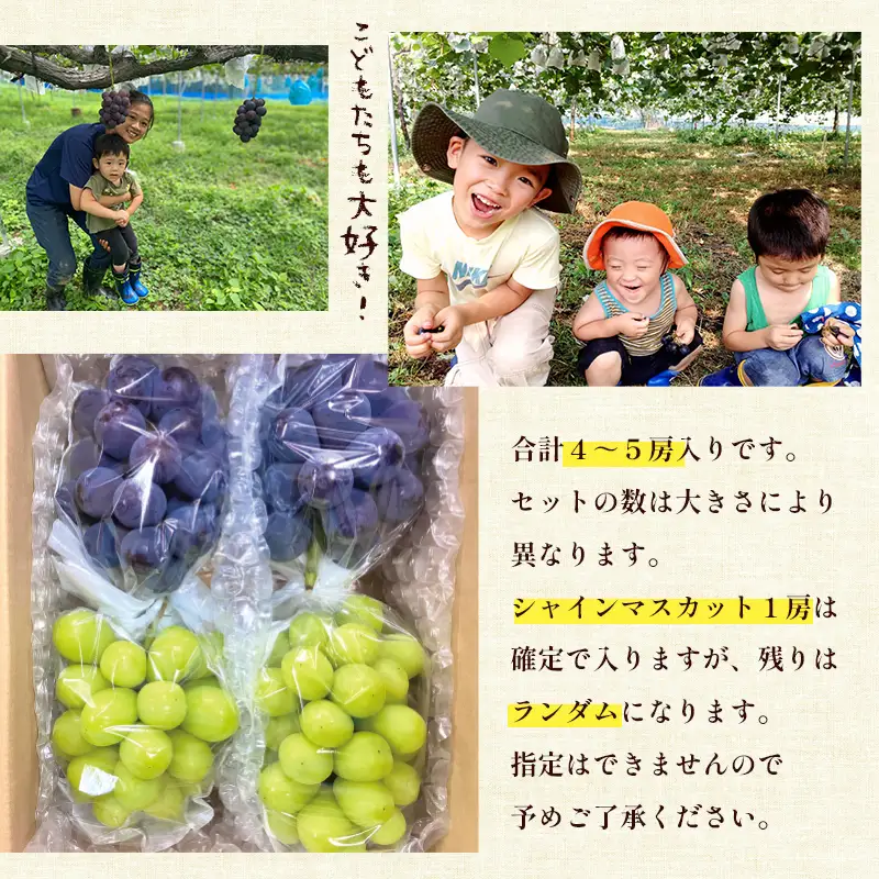【数量限定/9月発送】 西方寺ぶどう 4-5房（ ピオーネ / シャインマスカット ） 2kg以上