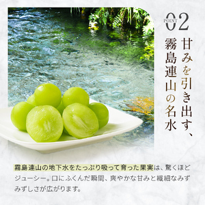 シャインマスカット と 梨 のセット計1.7kg 