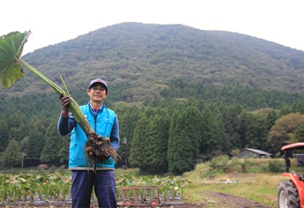 ねっとりと濃い味わいの里芋〈皮むき〉400g×3パック【配送不可地域：離島】【1235626】