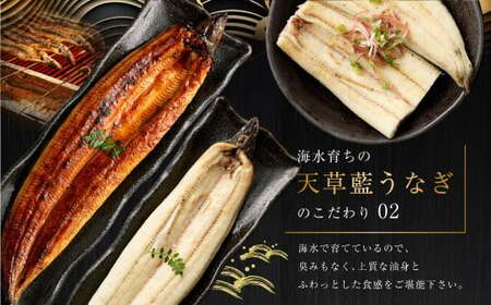 【ミシュラン星付きのプロが愛用】1日5セット限定！海水育ちの天草藍うなぎ 紅白5～7尾セット【合計約1kg】数量限定!! 鰻 ウナギ うなぎ うなぎ蒲焼 鰻の蒲焼 うなぎ 国産 白焼き 【2026年6月下旬より順次発送予定】