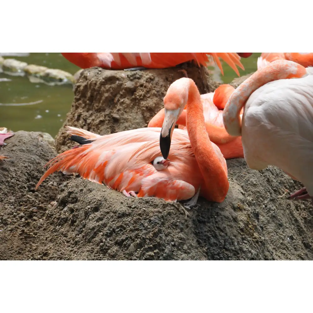 王子動物園グッズ＆年間パスポート