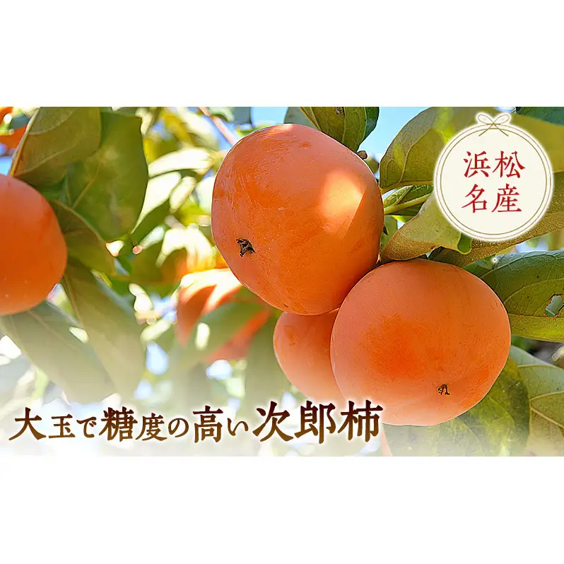 【2026年11月中旬より順次発送】【秋の味覚】幻の柿 次郎柿！木成り完熟の逸品24～28個入り（6kg） 果物 フルーツ かき 冬の味覚 産地直送 静岡県産 浜松市産 