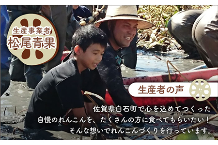 【先行予約 2026年9月～発送】れんこん 約3kg れんこん