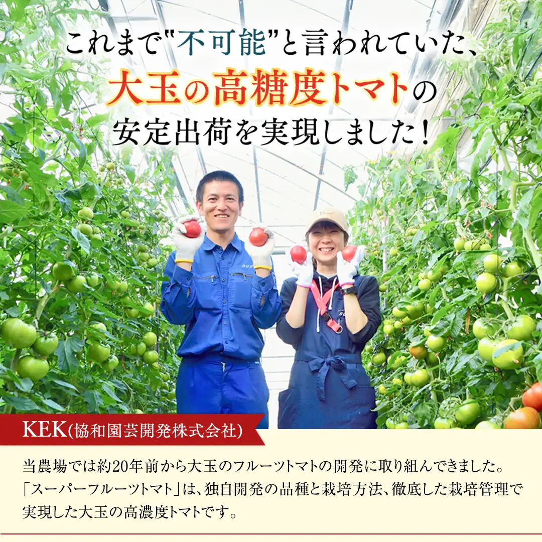 《 2027年 収穫分 》2～6月配送 スーパーフルーツトマト 中箱 約1.2kg × 1箱 (12～18玉/1箱) 糖度9度以上 先行予約 茨城県 桜川市 KEK 国産 トマト フルーツトマト ブランドトマト 野菜 ギフト 贈答 青空レストラン アド街ック天国 グッドモーニング 黄金のワンスプーン 昼めし旅 [BC002sa]