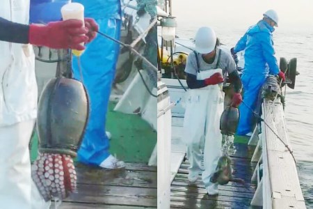 DF083【お手軽 お刺身用】長崎県産 特大地だこ カット 約1kg