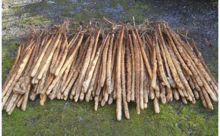 【先行予約・数量限定】小清水の自然薯 1kg（2～3本入） じねんじょ 山芋 とろろ[ZB324]