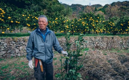 石黒定行 土佐文旦10kg贈答用 文旦
