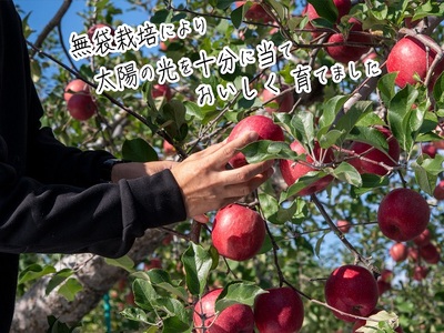 りんご 青森 サンふじ リンゴ 約 3kg (8～10玉) 青森県 鰺ヶ沢町産 西樹園 フルーツ 果物 果物類 白神山地 林檎 サンフジ ふじ 