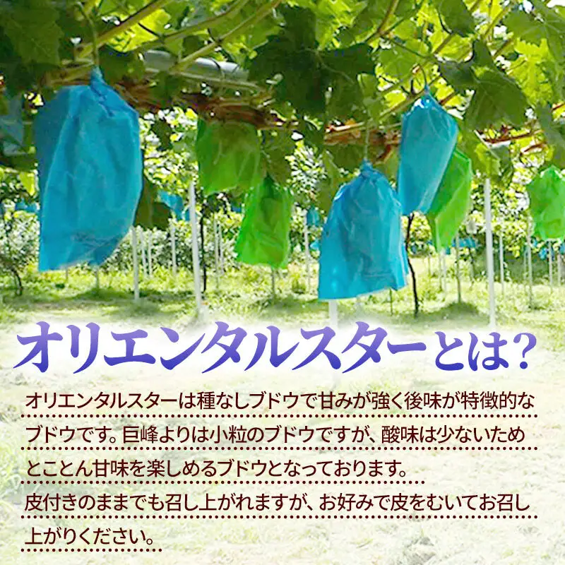 《先行受付》オリエンタルスター 2～3房（約1kg） 秋田県産  齋弥果樹園