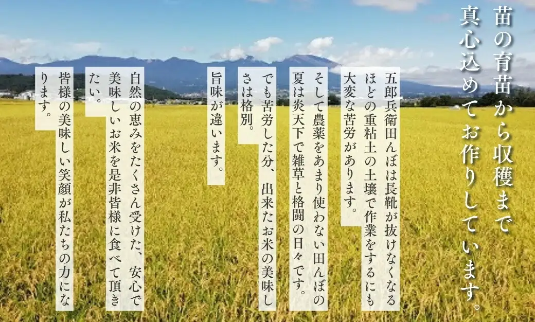 令和7年産・白米30kg（10kg×3）】「五郎兵衛さんのお米」 コシヒカリ