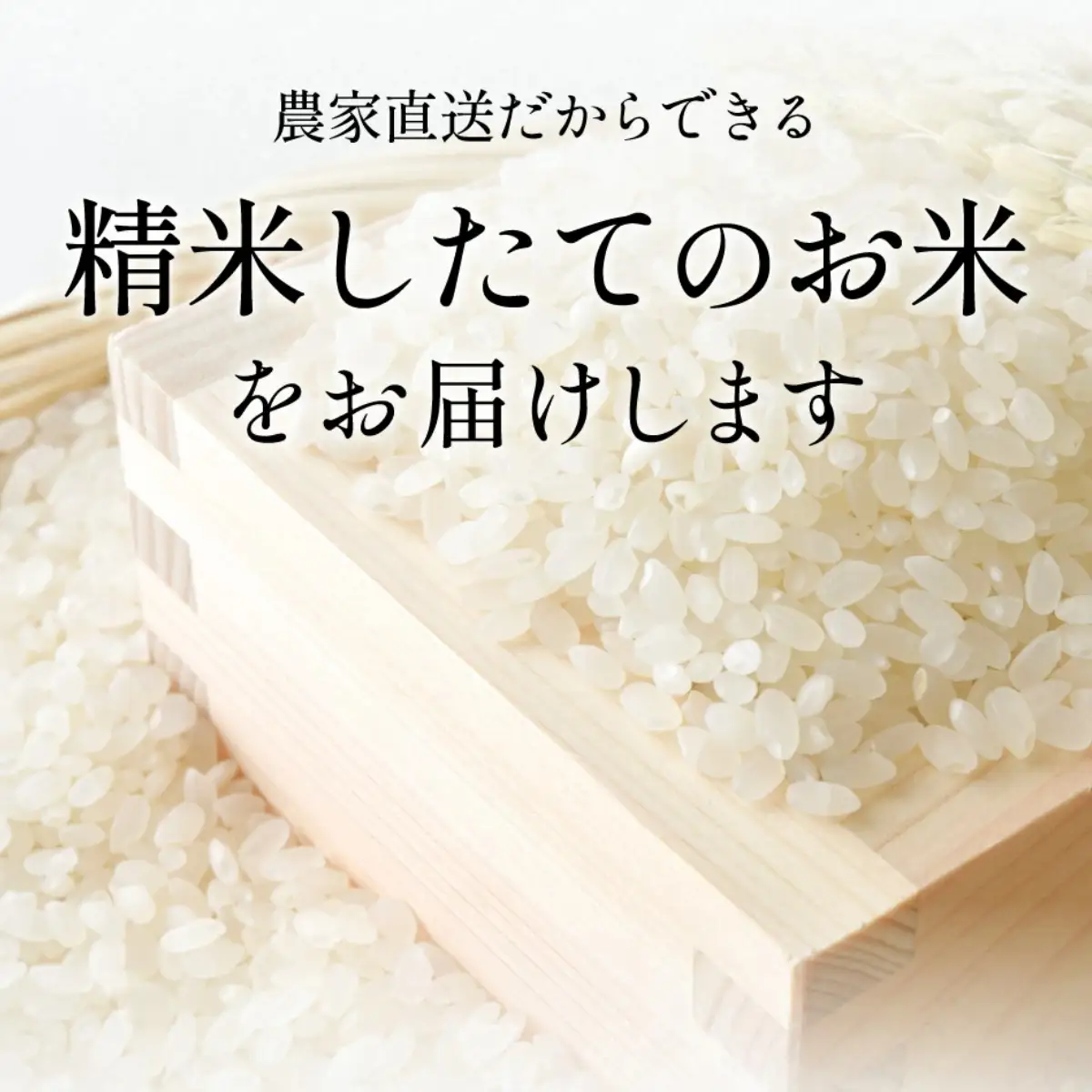 特別栽培米コシヒカリ【新米】特A丹波篠山産  5kg コシヒカリ