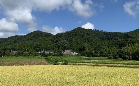 【令和7年産】抜群の味と香り 丹波篠山産コシヒカリ5kg×１ 山椒醤油漬セット  ごはんのお供付き AD29    