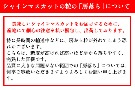 熊本県大津町産 タカハマ観光農園の 朝採れ シャインマスカット 約1kg 1～2房《8月上旬-10月末頃出荷》熊本県 大津町 ブドウ 葡萄 ぶどう シャインマスカット 果物 くだもの スイーツ フルーツ デザート ギフト 種なし クール便 送料無料