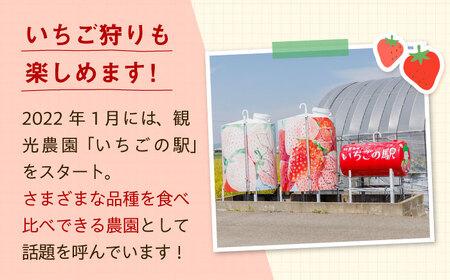 先行予約 2027年1月～発送 【5回定期便】いちご5品種食べ比べ / いちご [IAP010]
