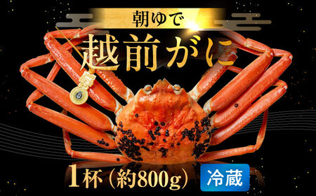 【先行予約/11月7日より順次発送】朝ゆで 越前がに 1杯　【800g】 / ずわいがに 蟹 ズワイガニ 小浜市 / 小浜海産物 【配送不可地域：北海道・沖縄・離島】 [BFAA002] 