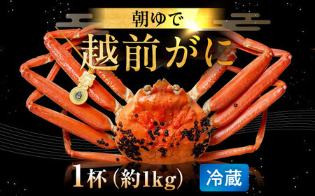 【先行予約/11月7日より順次発送】朝ゆで 越前がに 1杯　【1kg】 / ずわいがに 蟹 ズワイガニ 小浜市 / 小浜海産物 【配送不可地域：北海道・沖縄・離島】 [BFAA003] 