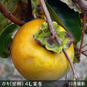 カキ (甘柿) 4L富有(ふゆう) 3年生 苗木 ＜すだ農園＞