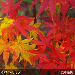 大苗 モミジ（紅葉）イロハモミジ 苗木 ＜すだ農園＞