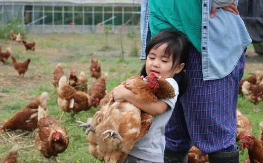 土佐ジロー親鶏肉1羽分まるまるパック×3パック＋鶏ガラ3羽分×1パック 高知県特産鶏