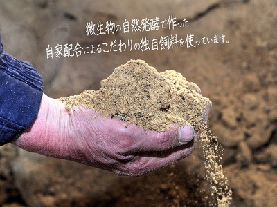 豚肉 しゃぶしゃぶ もも肉 長谷川の自然熟成豚 豚肉【1kg 500g×2】