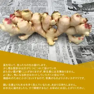 【先行予約・11月発送】 新生姜 2kg 高知県産 農家直送 期間限定 秋限定 旬 しょうが