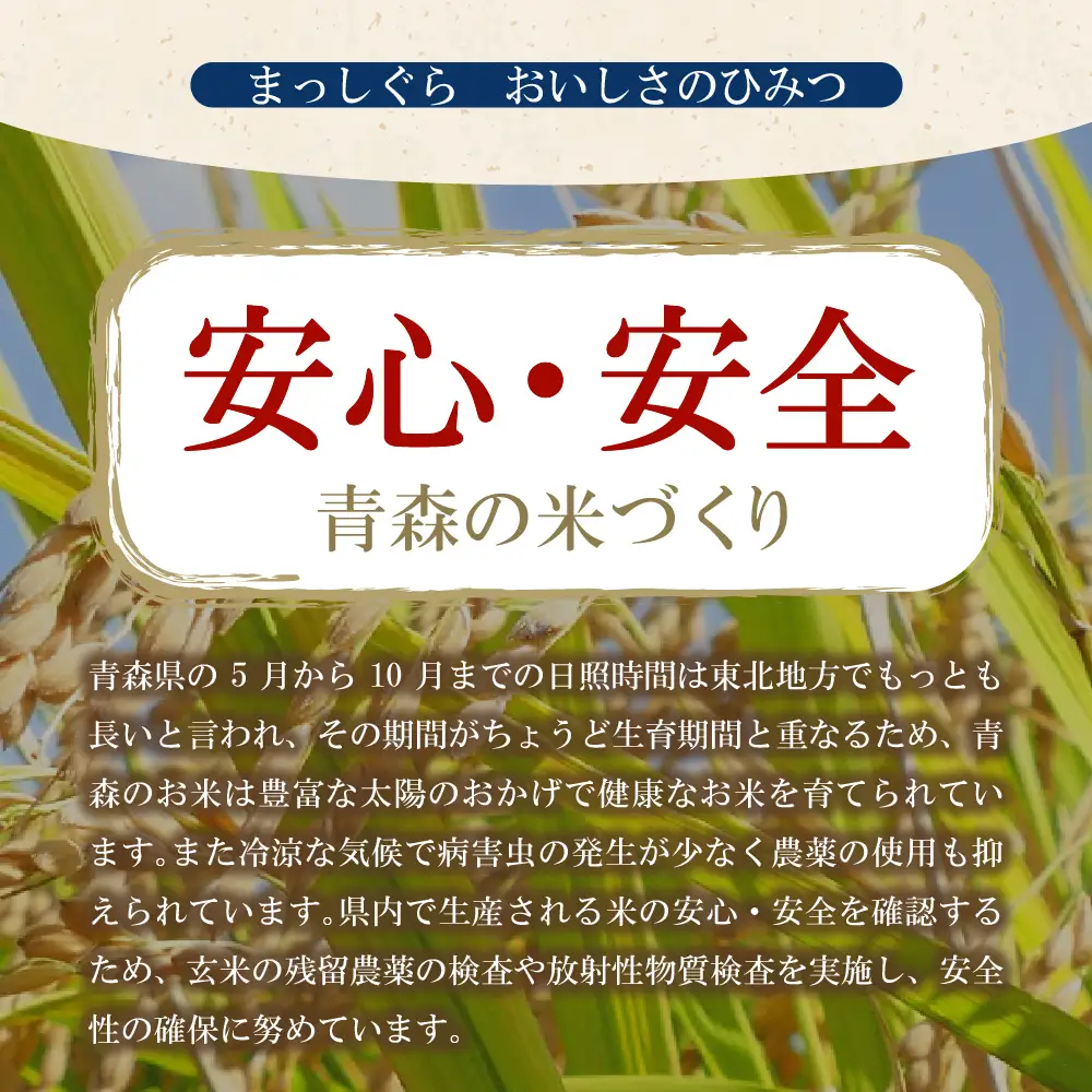 米 5㎏ まっしぐら 令和7年産 青森県産 米 （精米）