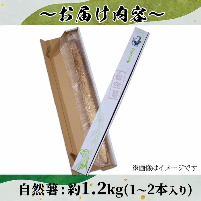 ＜先行予約受付中！2026年11月中旬から順次発送予定＞＜期間限定＞山菜の王者自然薯 (約1.2kg)  山芋 国産 【Y-1】【自然薯組合】