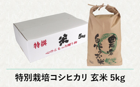【先行予約】【令和7年産 新米】減農薬・減化学肥料の特別栽培コシヒカリ 玄米 5kg 農家直送 福井県大野市産 [A-004004]