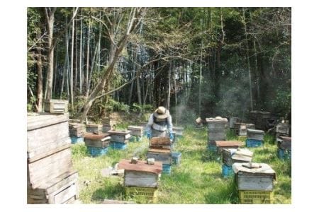 H-98　れんげ 蜂蜜 （500ｇ）【兵庫県たつの市産】