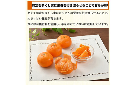 麗紅 れいこう 4kg / オレンジ 甘い 和歌山 有田 柑橘 ※2027年2月中旬〜3月下旬に順次発送 【krw012-r-4】