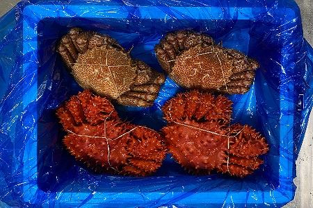 【北海道根室産】毛がに・花咲がに各500g前後×2尾 D-21006