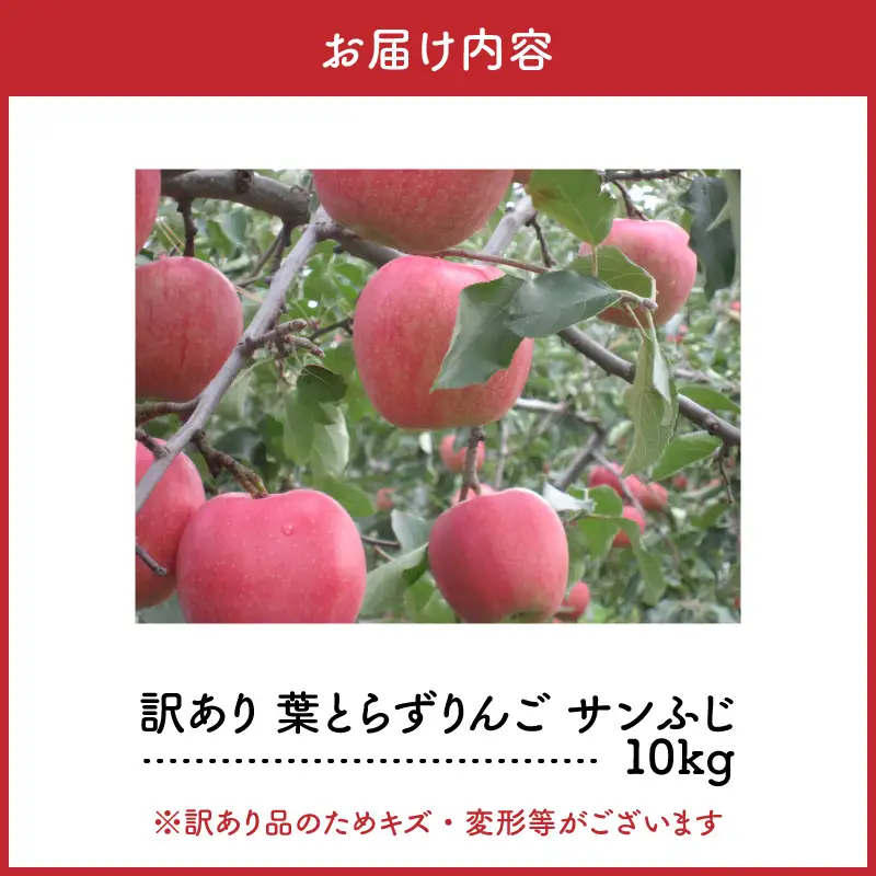 りんご 1月後半発送 訳あり 葉とらずサンふじ 約10kg りんご