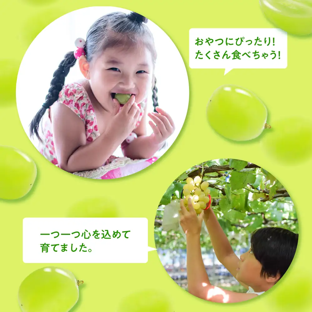 【2026年11月上旬発送】 青森産 シャインマスカット 1房 (3～4L・600～700g程度) 大粒