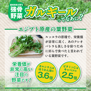  栄養満点のガルギールを練りこんだ生麺 8食分 ルッコラの原種 ロケットサラダ うどん 離島配送不可 [AT002]