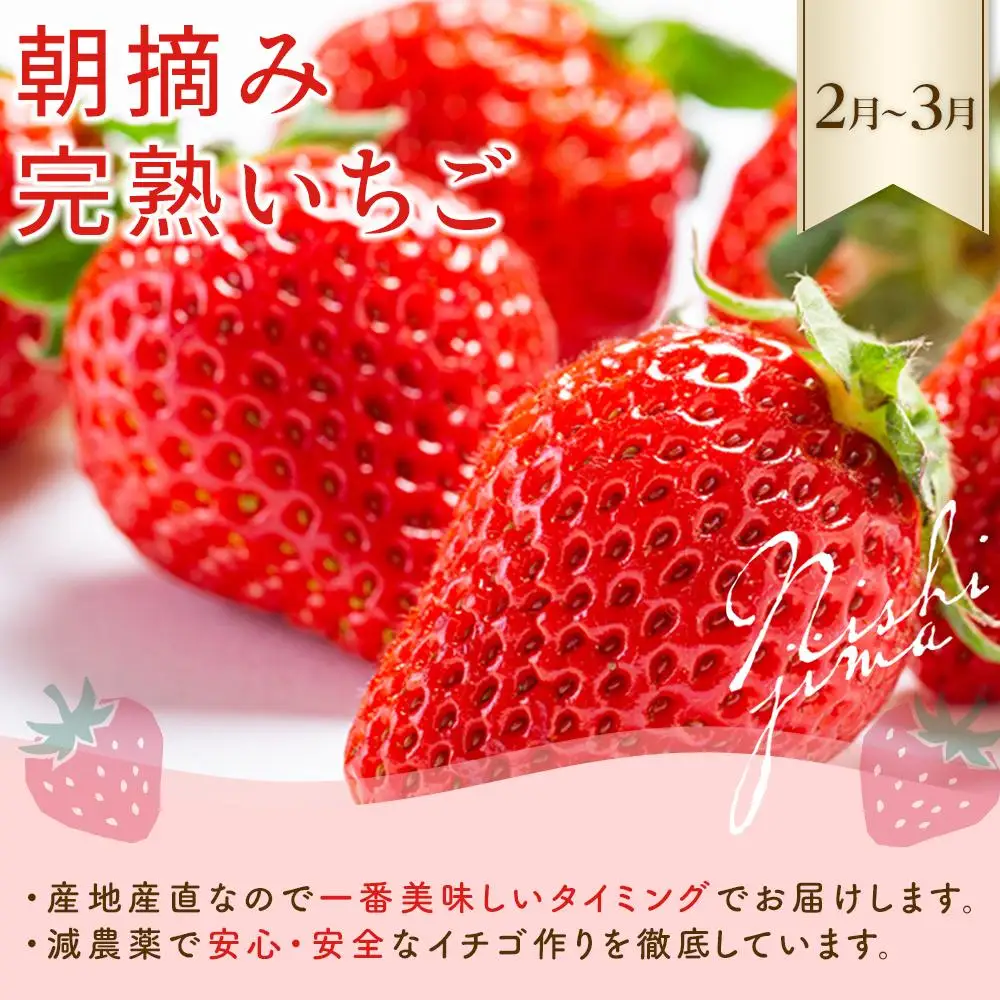 【年5回 フルーツ定期便】季節のフルーツセット【いちご スイカ マンゴー メロン】