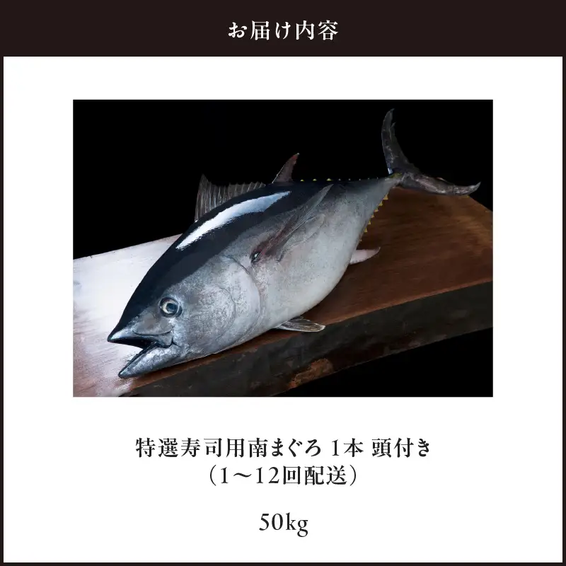 【 定期便 】 特選 寿司 用 南まぐろ 1本 頭付き （ 1～12回 配送 ） M005-T08 冷凍 マグロ 定期