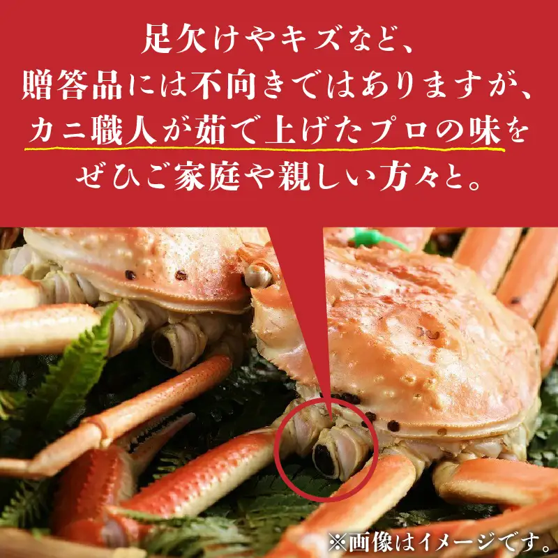 （訳あり）活間人がに　2匹　Bセット　11/10～11/21発送予定　生松葉ガニ・活松葉ガニ・松葉蟹・山陰・日本海・間人蟹・間人ガニ・間人かに・活ガニ・ズワイガニ・タグ付き・ブランド蟹・蟹 刺身・・活蟹・活かに・活カニ