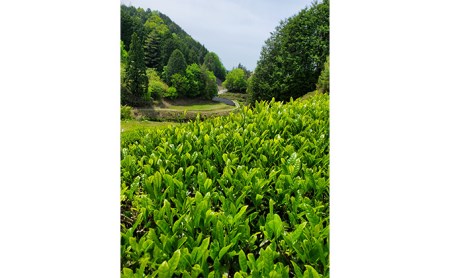 特選有機宇治茶3本詰合せ (煎茶 玉露 緑茶 オーガニック 茶筒