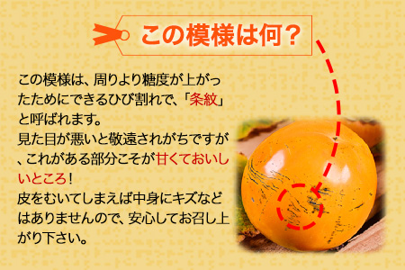 50年以上の歴史を持つ『ハヤトファーム』の太秋柿! 約2.5kg～3kg 5-8玉前後 《10月上旬-10月末頃出荷》