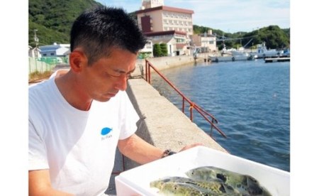 【淡路島3年とらふぐ】活てっさ（4～5人前）