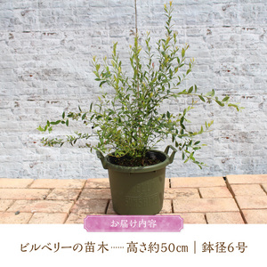 チーム田主丸『我が家の果樹園』シリーズ 【ビルベリー】_ビルベリー 苗木 鉢径 6号 サイズ 50cm位 チーム田主丸 我が家の果樹園 シリーズ 結実年数 1年目安 アントシアニン豊富 生食 ジュース ジャム 果実 フルーツ 福岡県 久留米市 お取り寄せ 送料無料 〔Hf020〕