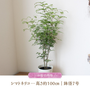 チーム田主丸『我が家の緑樹』シリーズ 【シマトネリコ】_シマトネリコ 鉢径 7号 高さ 約100cm チーム田主丸 緑のある暮らし 我が家の緑樹 シリーズ 鉢入り 庭植え 鉢植え 存在感 シンボルツリー 常緑樹 人気 植物 お取り寄せ 福岡県 久留米市 インテリア 送料無料 〔Hf021〕
